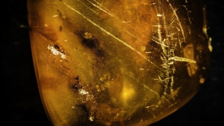 اكتشاف بقايا أنثى عنكبوت تحمي صغارها محفوظة في الكهرمان منذ 99 مليون عام