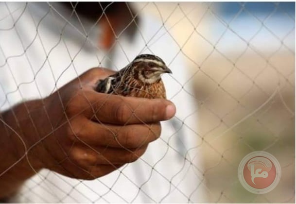 غزة: حظر صيد طائر السمان المهاجر &quot;الفر&quot; المهدد بالانقراض
