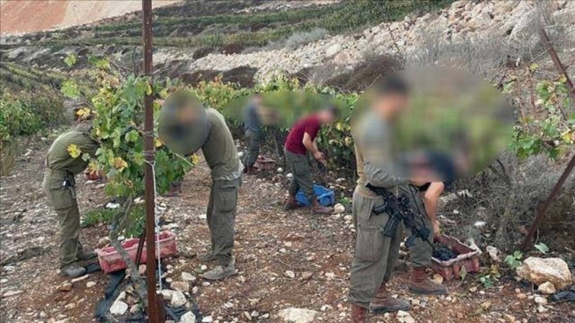 قناة &quot;كان&quot;: جنود الاحتلال شاركوا المستوطنين بسرقة العنب من أراضي الضفة