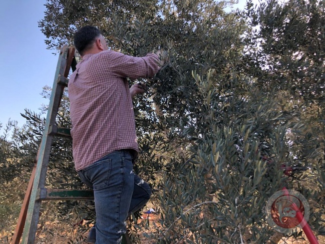 سلفيت.. يوم عمل تطوعي لمساعدة المزارعين في قطف الزيتون خلف الجدار
