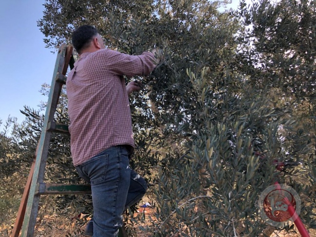 Agriculture announces the start of the olive harvest season