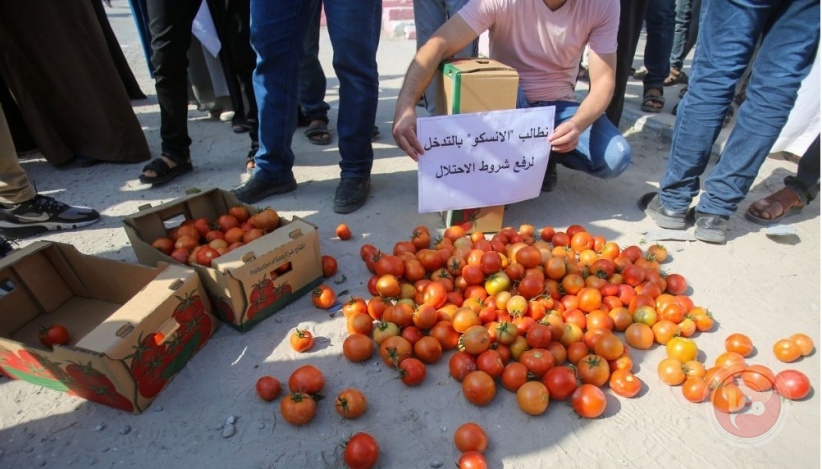 غزة- المزارعون يحتجون على شروط الاحتلال لتصدير البندورة