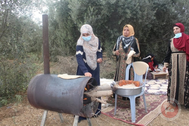كم تنتج غزة من الزيتون خلال العام؟