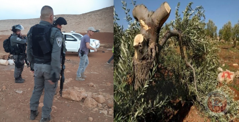 هدم ومصادرة خيام.. مستوطنون يقطعون أشجار زيتون شمال رام الله