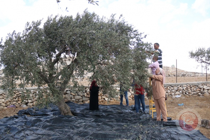 محافظة القدس تساند مزارعي بلدة عناتا في قطف ثمار الزيتون