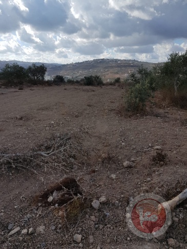 المستوطنون يقتلعون مئات أشجار الزيتون غرب نابلس
