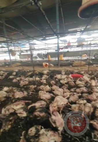 حريق في مزرعة بالمغازي يؤدي إلى نفوق 3500 دجاجة 