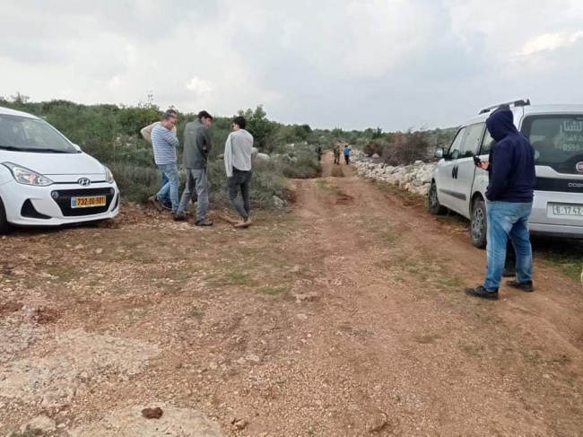 مستوطنون يسرقون 80 شجرة زيتون  ومصادرة تراكتور غرب سلفيت
