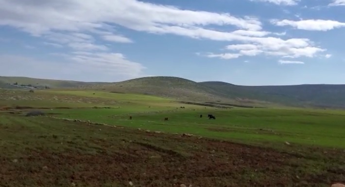 شاهد- مستوطنون يرسلون أبقارهم لتخريب محاصيل المواطنين في الأغوار