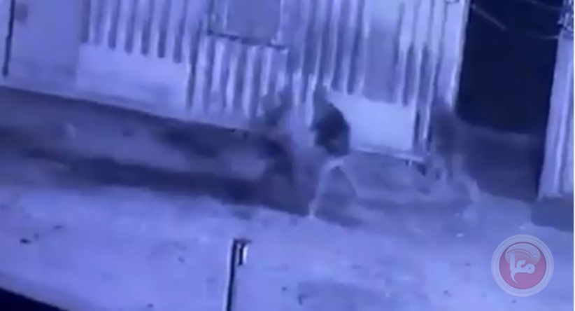 بالفيديو ... مستوطنون يسرقون اغناما من مُزارع في سلفيت