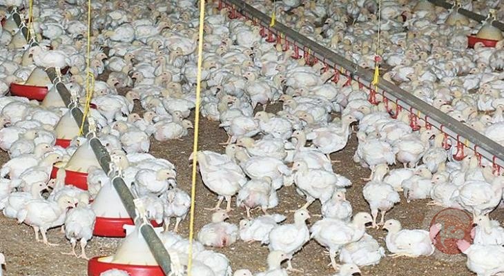 الزراعة بغزة تسمح باستيراد الدواجن المبردة