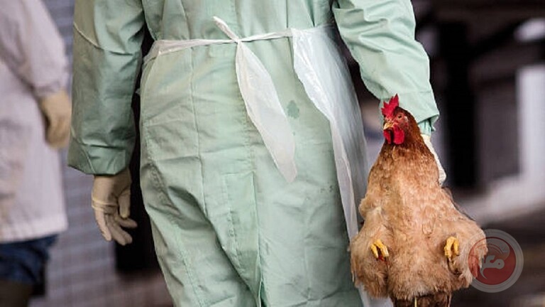الولايات المتحدة.. إعدام 85 ألف طائر في ولاية داكوتا بسبب الإنفلونزا