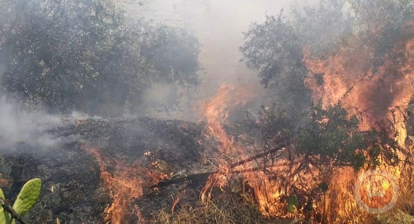 مستوطنون يشعلون النيران في أشجار زيتون بالخليل