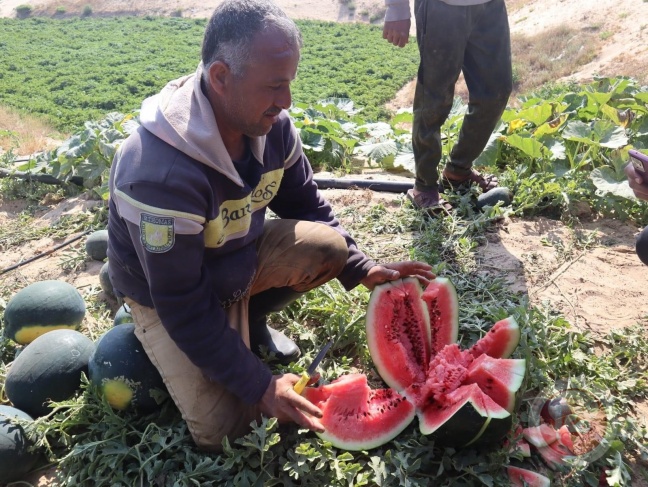 افتتاح موسم البطيخ بغزة