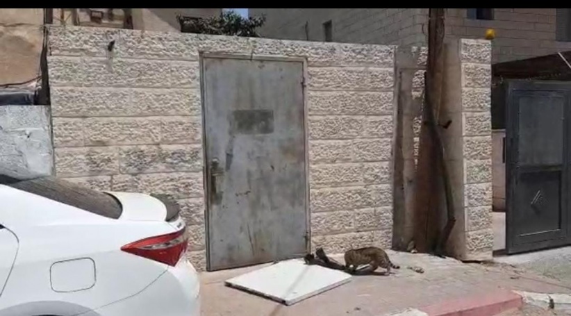 الاحتلال يزيل مكتب الناشط محمد ابو الحمص وسط حي الشيخ جراح