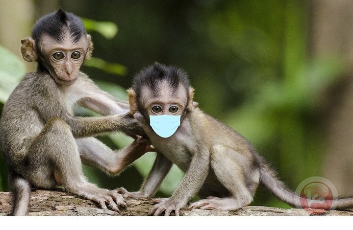 الأرجنتين ترصد أول حالة يشتبه بإصابتها بجدري القرود