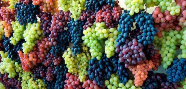 توقعات بإنتاج 20 ألف طن من العنب في بيت لحم