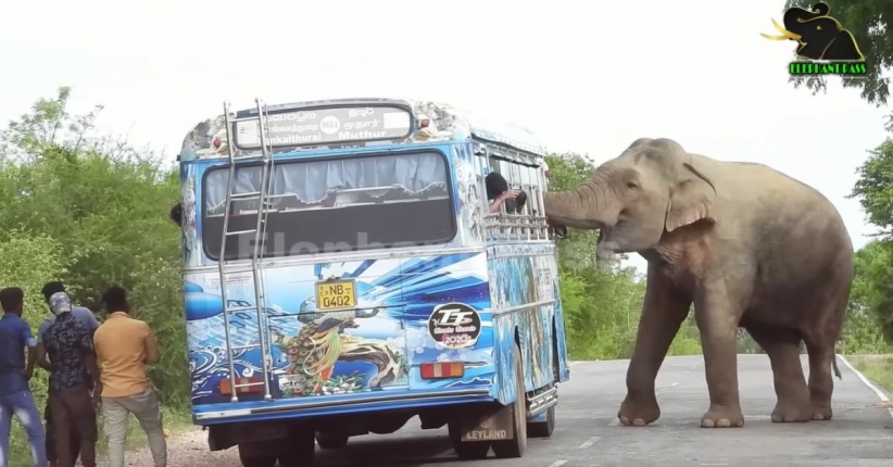 فيل يهاجم رجلا في سريلانكا ويقتله (فيديو)