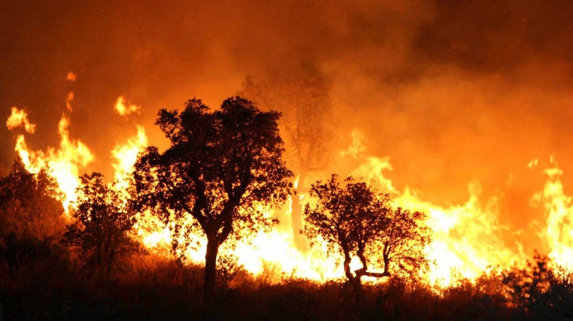  ارتفاع عدد قتلى حرائق الغابات بالجزائر إلى 26