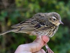التعليم البيئي: 391 نوع طيور في محافظات الوطن