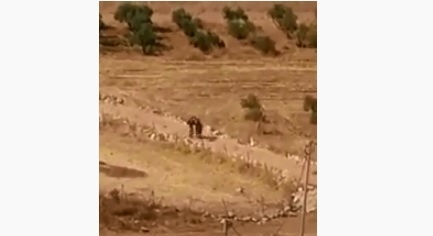شاهد- اعتقال شاب بعد إصابته في قرية سالم شرق نابلس