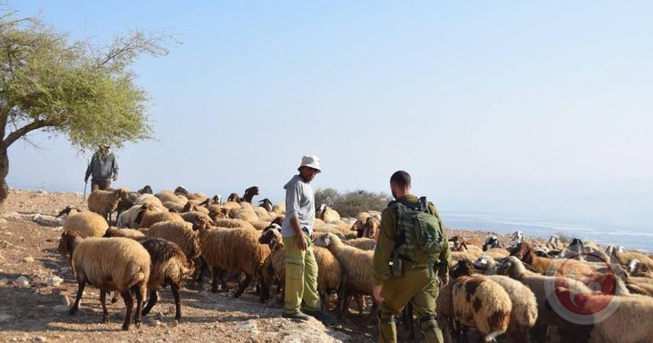 Jericho: The occupation detains 1,500 sheep in the village of Al-Jiftlik