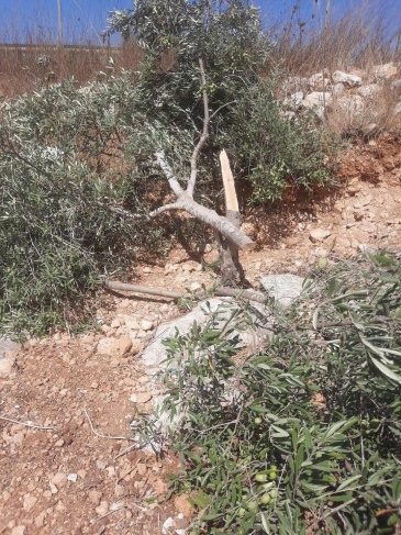 Settlers cut down olive trees west of Ramallah
