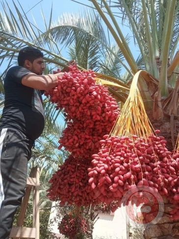 الزراعة بغزة ترجح إنتاج (10000) طن بلح هذا الموسم
