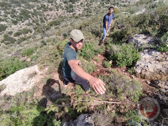 مستوطنون يقتلعون اشجار زيتون ويستبدلونها بحرجية غرب سلفيت
