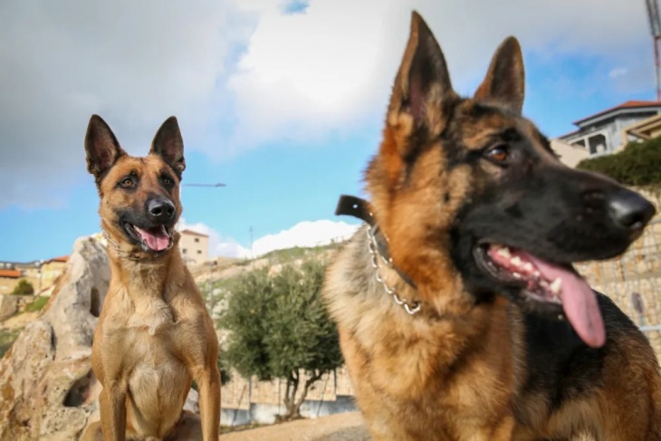 وحدة الكلاب الإسرائيلية تواصل البحث عن لمفقودين