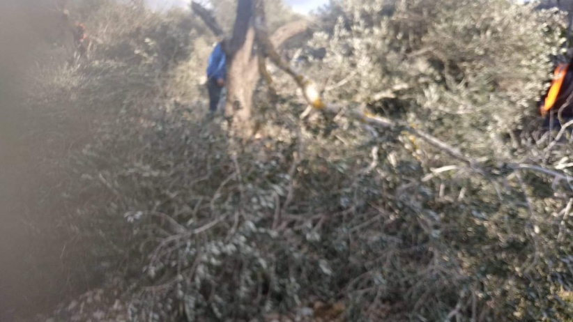 جرافات الاحتلال تواصل تجريف واقتلاع اشجار زيتون في قرية مردا