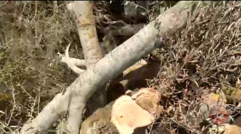 مستوطنون يقتلعون ويكسرون 20 شجرة زيتون في اراضي قرية ياسوف