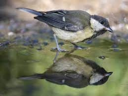 دراسة: الطيور باتت أصغر حجما بسبب تغير المناخ