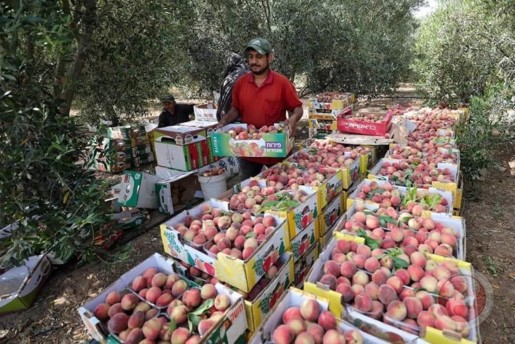 غزة تنتج سنويا 2100 طن من محصول الخوخ 