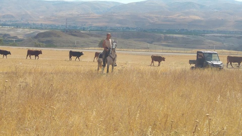The occupation fines a citizen thousands of shekels in exchange for the release of his cows