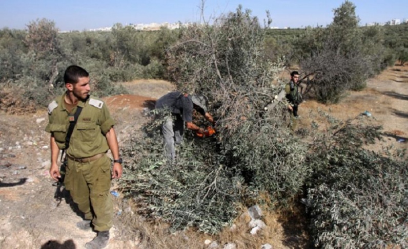 The occupation shoots olive pickers in Salfit