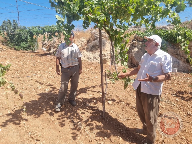 Settlers destroy about 60 fruitful grape trees east of Hebron