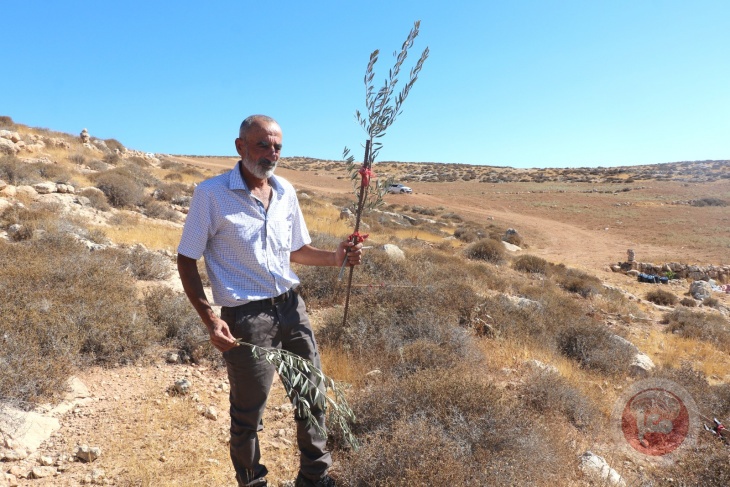 Settlers uproot 150 olive seedlings and fruit trees in Al-Dhahiriya