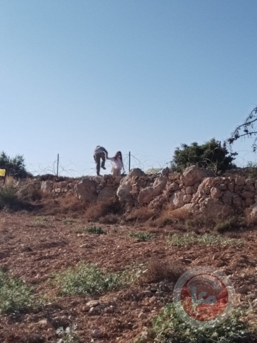 For the second time in a row, settlers destroy grape trees east of Hebron