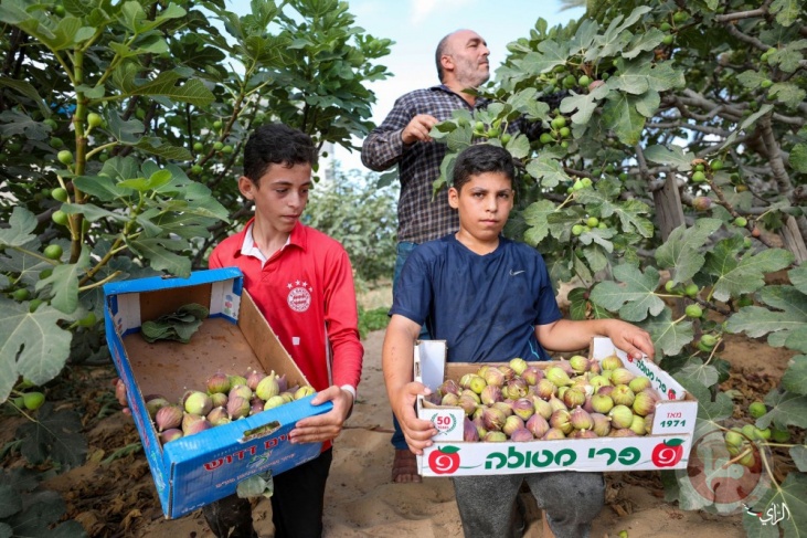 الزراعة بغزة: 1700 طن إنتاج التين هذا العام