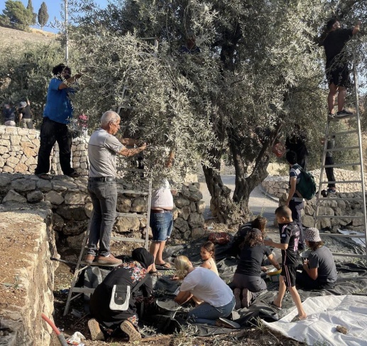 The lands are confiscated - the people of Silwan are picking olives from the lands of Wadi Al-Rababa