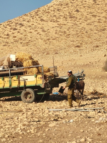 Settlers attack Khirbet Ibziq in the Jordan Valley and loot dozens of heads of livestock