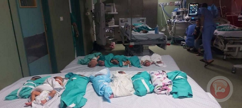 وزيرة الصحة: الكلاب الضالة بدأت تنهش جثث الشهداء  في ساحة الشفاء