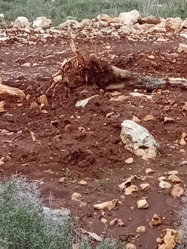 Settlers bulldoze and uproot trees in Deir Istiya