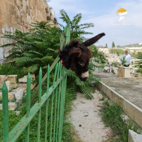 Slaughtering the donkey and hanging it in the middle of the cemetery - the Endowments Council denounces and demands that the settler be held accountable