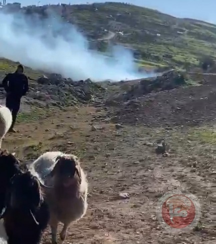 Occupation soldiers throw a gas bomb at a shepherd in Masafer Yatta