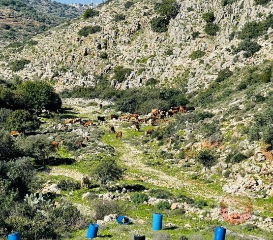 Salfit: Settlers graze their cows on citizens’ lands and destroy their trees