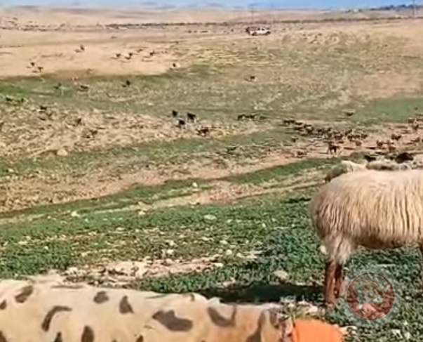 Video- A settler deliberately runs over a herd of sheep west of Jericho