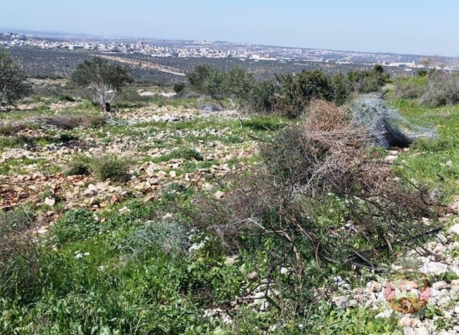 Settlers destroy agricultural property of citizens west of Salfit