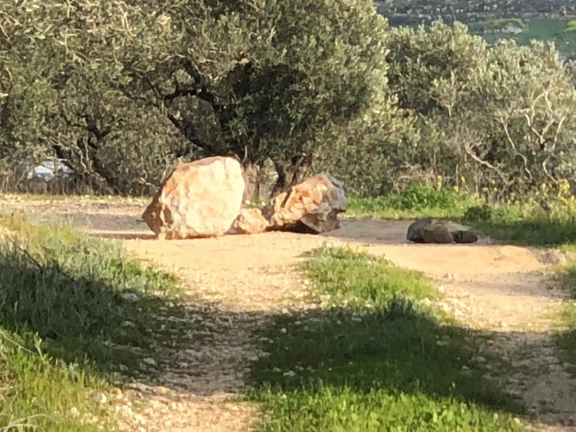 Settlers break 15 olive plants and demolish a stone chain in Yasuf